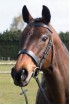 EB Premier Black Show Bridle