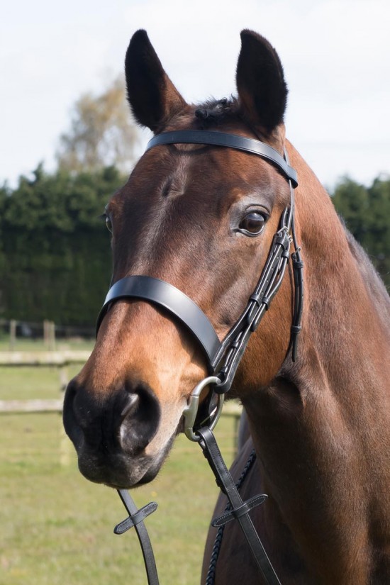 Build a Black Premier   Show Bridle