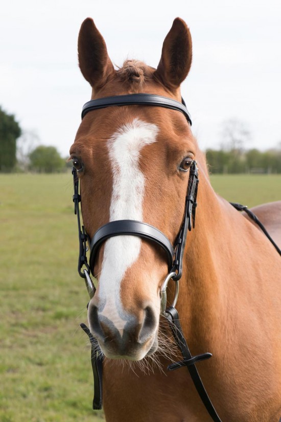 EB Comfort Flat Padded Bridle