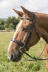 EB Comfort Flat Padded Bridle