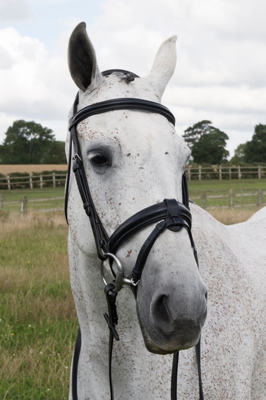 EB English Comfort Detachable Flash Bridle