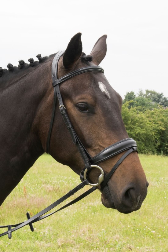 EB Crank Fixed Flash Noseband