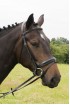 EB Crank Fixed Flash Noseband