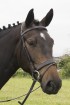 EB Premier Comfort Flat Padded Flash Bridle