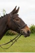 Build a Black Comfort Bridle