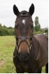 English Grackle Bridle padded nosebutton 