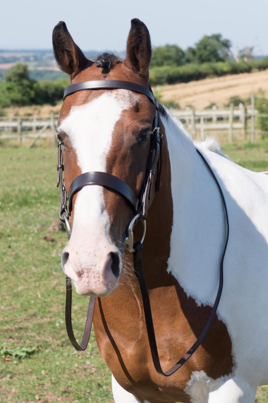 EB English Comfort Show Bridle