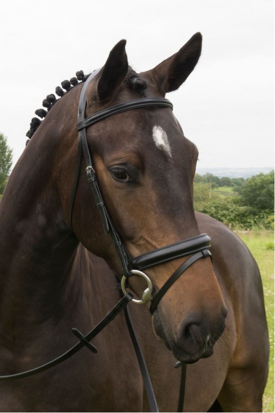 EB English Comfort Fixed Flash Bridle