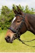 EB Premier Comfort Crank Bridle