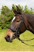 EB English Comfort Crank Bridle