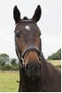 Build A Premier Flat Padded Havana Bridle
