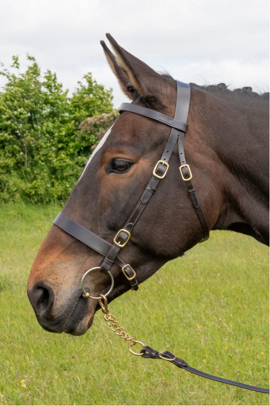 EB  Inhand Show Bridle