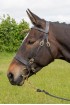 EB  Inhand Show Bridle