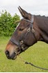 EB English Inhand Show Bridle