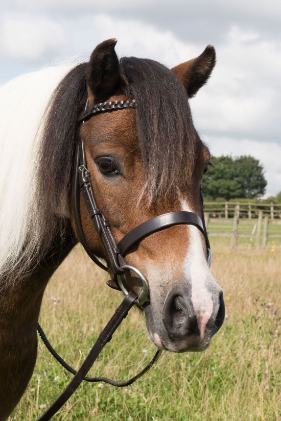 EB English Pony Plaited Show Bridle