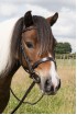 EB English Pony Plaited Show Bridle