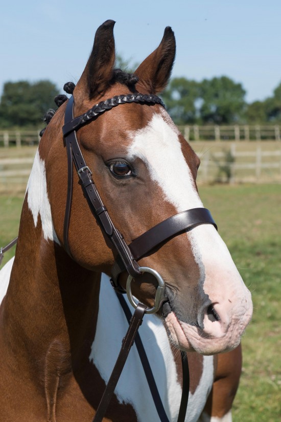 EB English Plaited Show Bridle