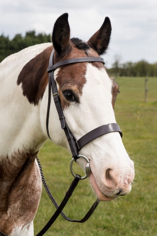 EB English Havana  Show Bridle