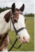 EB Premier Havana Show Bridle