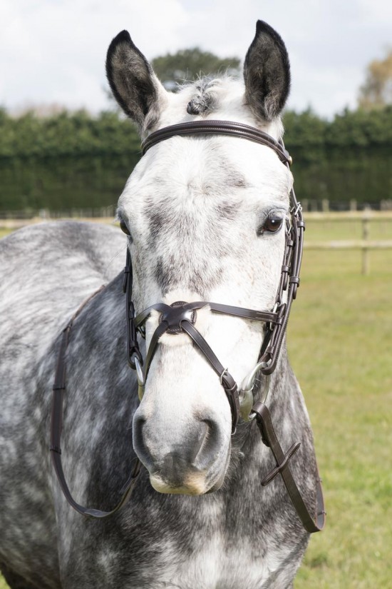 EB Mexican  Grackle Bridle