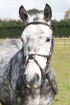 EB English Pony Grackle Bridle