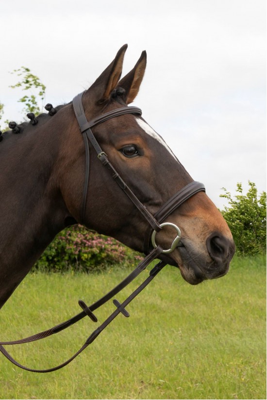 EB English Comfort Cavesson Bridle