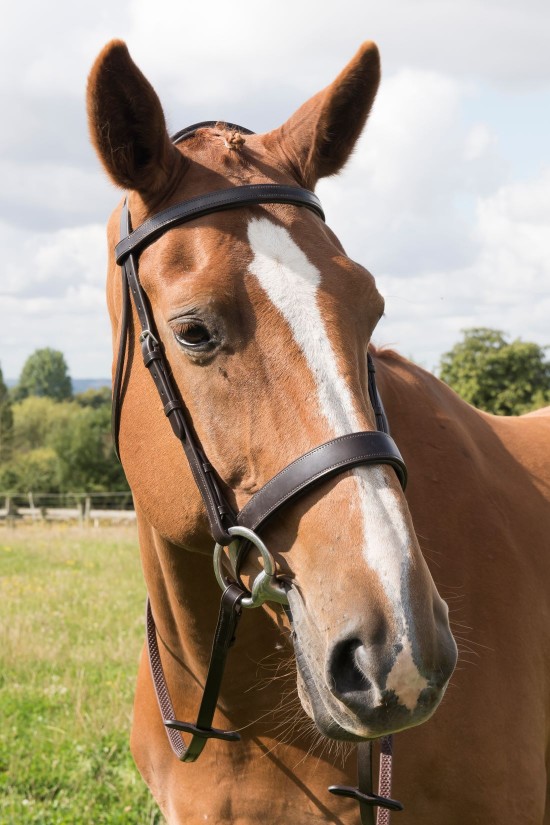 EB Comfort Flat Padded Bridle