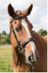 EB Comfort Flat Padded Bridle