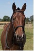 Build a Comfort Elite Cavesson Bridle