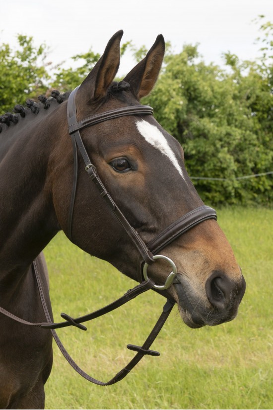 Build a Premier Havana Bridle