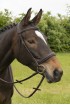 Build a Premier Havana Bridle
