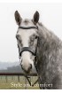 Premier Black Patent Bridle