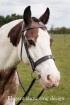 Premier Show Ring Bridle