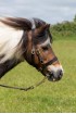 EB  Inhand Show Bridle
