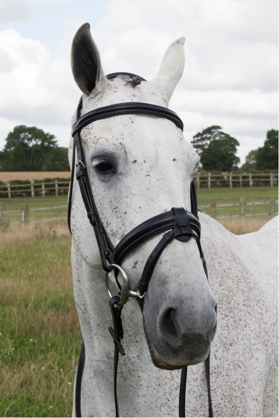 Anatomical Detachable Flash Bridle