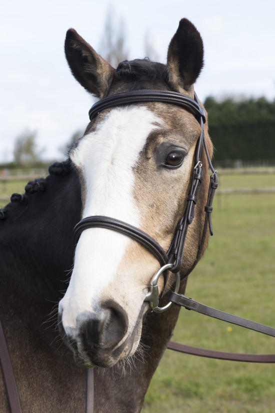 Anatomical Pony Cavesson  Bridle