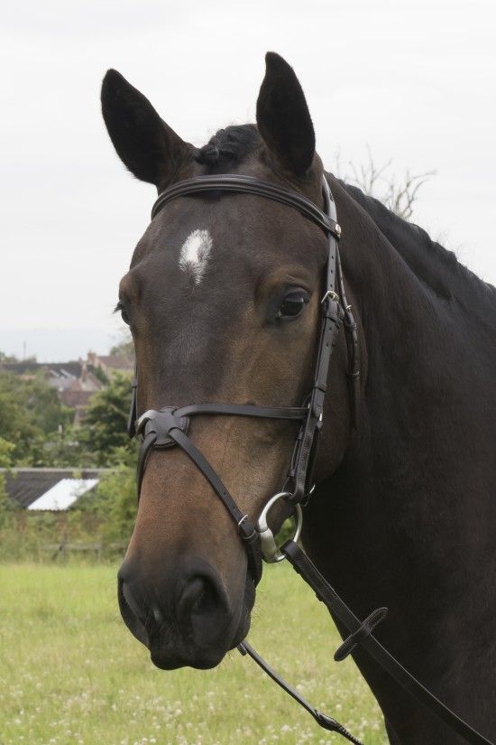 Build a black Grackle Padded  Bridle