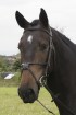 Build a black Grackle Padded  Bridle