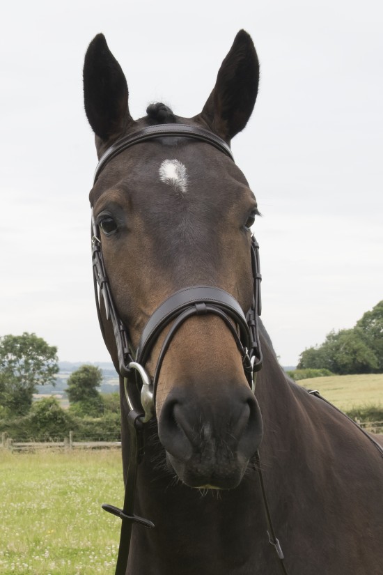Anatomical Flat Padded Flash Bridle