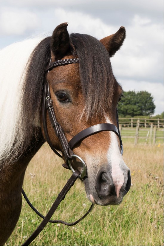 Small Pony Show Bridle