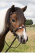Small Pony Show Bridle