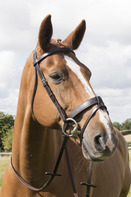 EB English Bridle with detachable flash