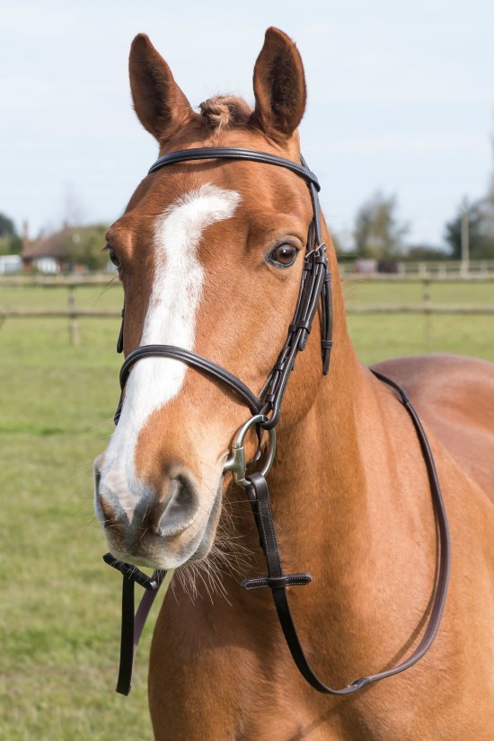 Cavesson Bridle