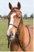 Cavesson Bridle