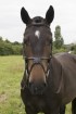 Build a Havana Grackle  Padded Bridle