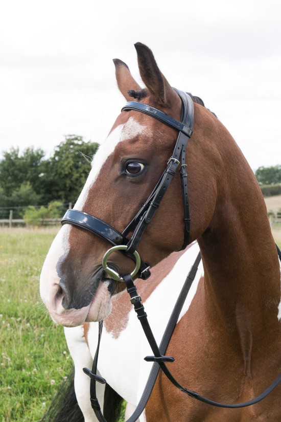 English Flat Padded Patent Bridle