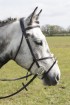 Pony Figure 8 Grackle Bridle