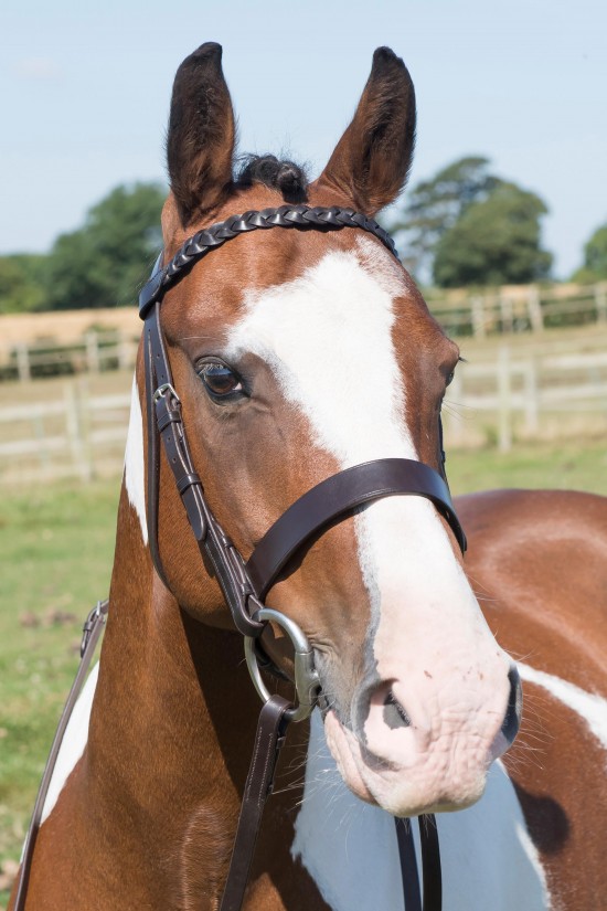 Pony Plaited Show Bridle