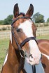 Pony Plaited Show Bridle