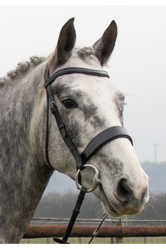 Premier anatomical flat padded bridle